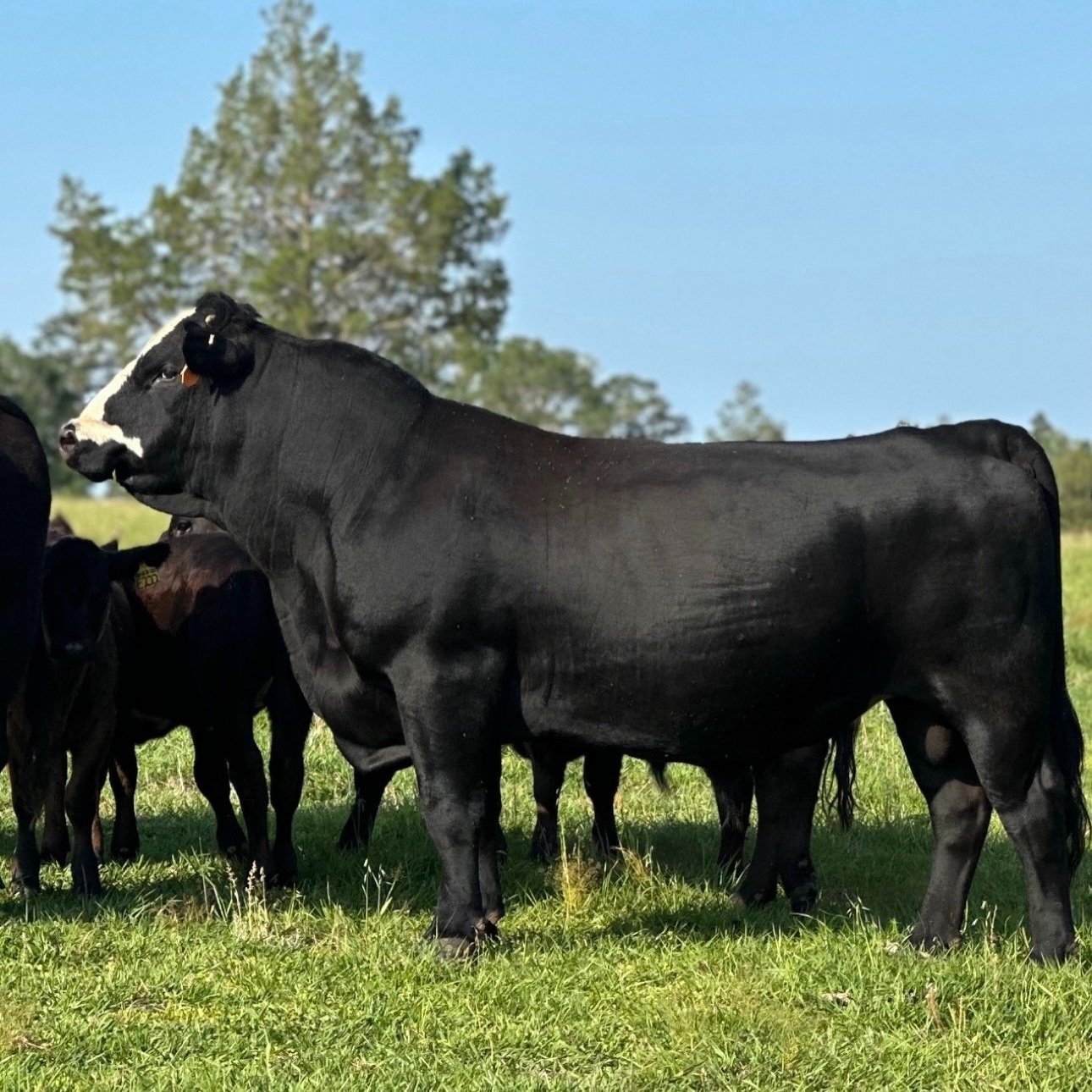 April+Durham+-+Big+Man Black Angus cattle grazing in a lush green pasture under a clear blue sky, with a focus on a prominent bull and several calves nearby.