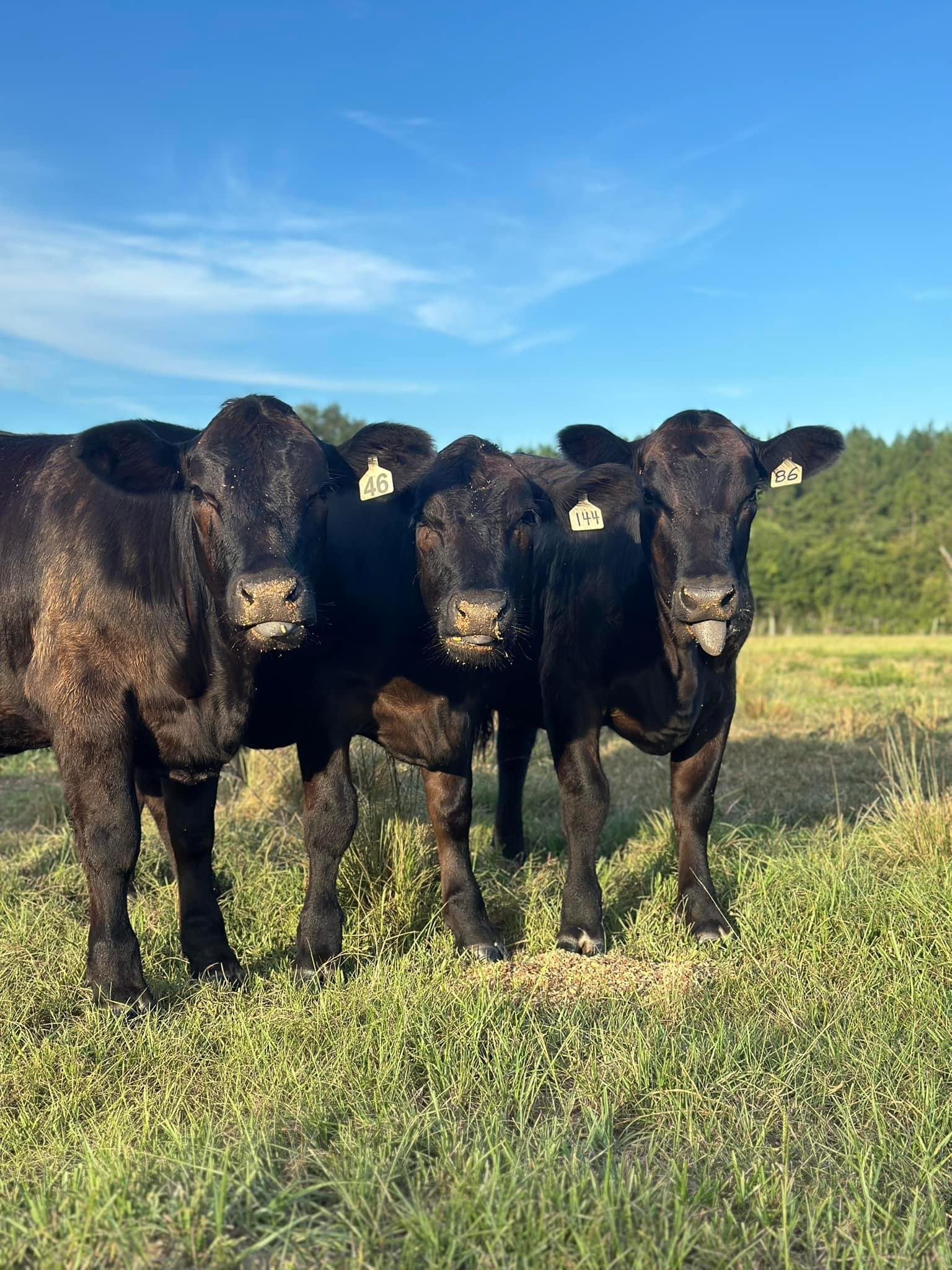 Three black calves with identification tags grazing in a sunny pasture under a blue sky.