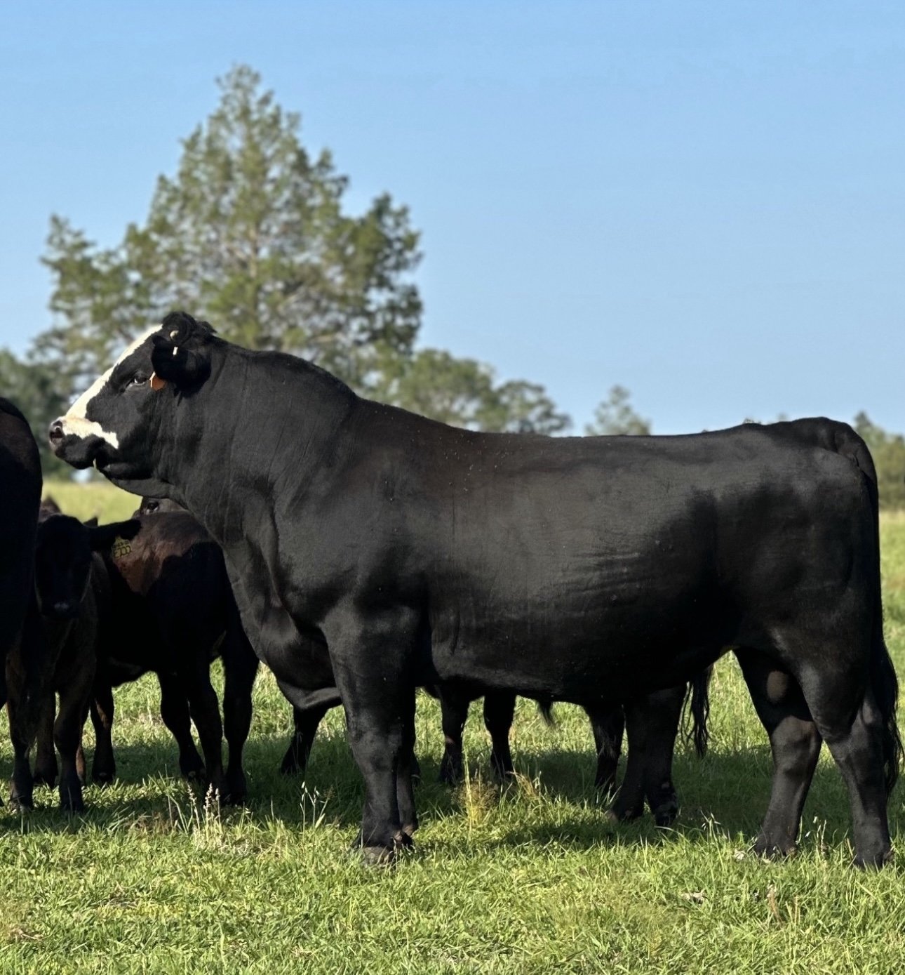 Black Angus cow standing in a green pasture surrounded by other cattle, with clear blue skies and trees in the background.