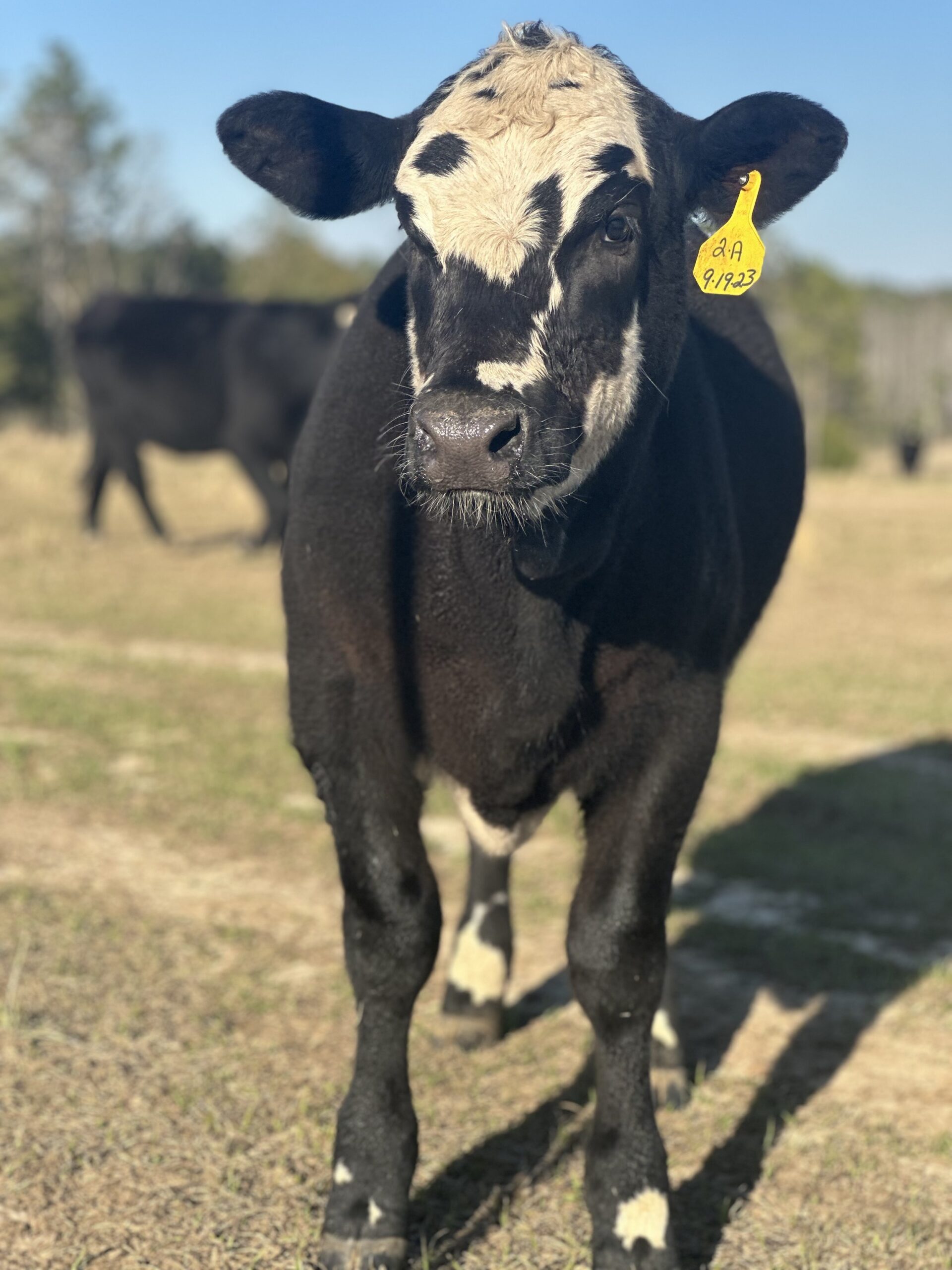 Young black and white calf with a yellow identification tag stands in a grassy field, with blurred cows in the background under a clear blue sky.