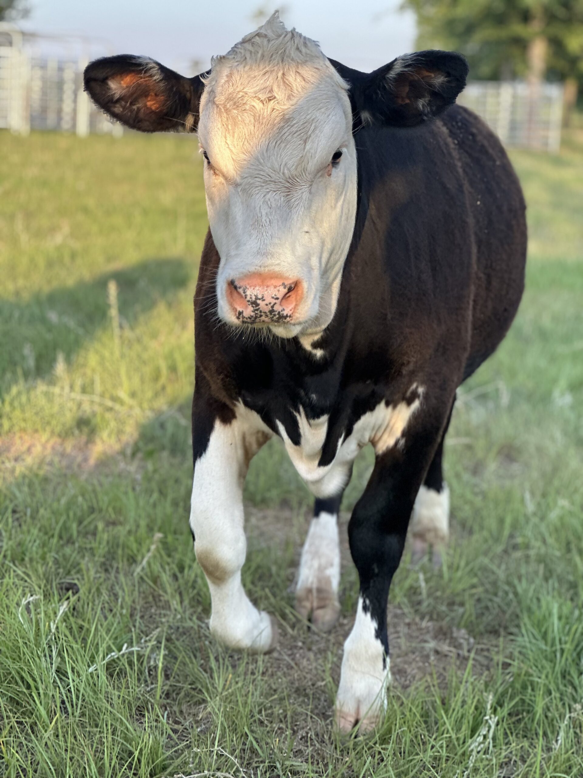Close-up of a black and white cow walking toward the camera in a grassy field, showcasing its distinctive markings and curious expression. The background features a farm setting with fencing.