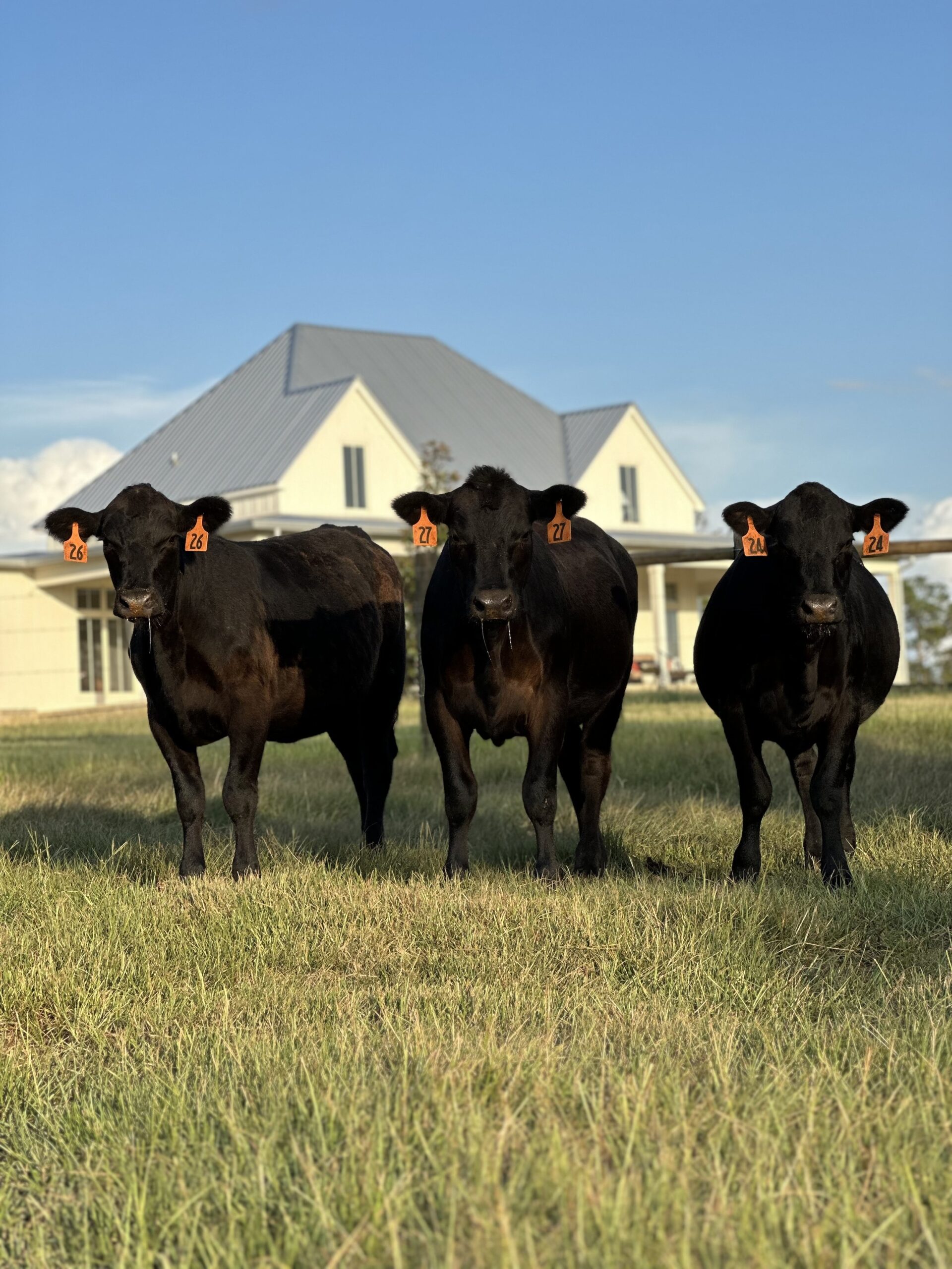 Three black cows with ear tags numbered 24, 26, and 27 stand on green grass in front of a modern white farmhouse under a clear blue sky.